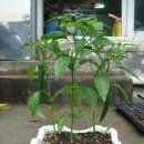 중앙종묘농약사 이미지