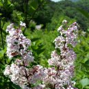 분홍 농장 이미지