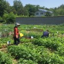 연 농장 이미지