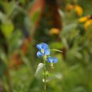 써니주니 이미지