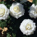 로얄(ROYAL) 이미지