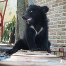 아기곰맘마 이미지