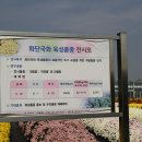 충남 농업기술원 화훼연구소 국화입니다.1 이미지