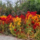 새미언덕 이미지