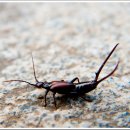 호국돈대길 이미지