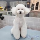 봉그루밍 이미지