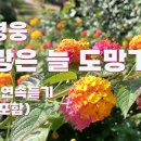 임영웅-사랑은 늘 도망가 이미지