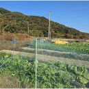 개천안주말농장펜션 | 자연 속에서 특별한 하루, 충주독채펜션에서 느끼는 쉼과 여유