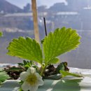 행복한 은혜농장 이미지