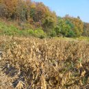 옛고을농장 이미지