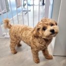 봉구애견미용샵 이미지
