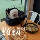 달콤홍시 | 홍천양식맛집 홍시 방문 후기