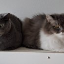 함께냥 평택점 이미지