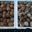 연님농장 이미지