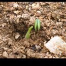 댕강댕강 이미지