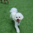 포레스트 하우스 애견유치원 네이버블로그