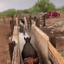소들이 진드기 제거하는 방법 이미지