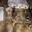 애견호텔 개인 이미지