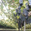 박사골농장 이미지