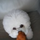 또래오래 | 또래오래 오곡 양념 반 오곡 갈릭반 내돈내산 후기