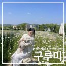 빵실 | [아산] 데이지 조팝나무 야외 카페, 탕정 구루미 (내돈내산/애견동반)