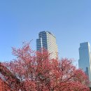양재느티나무쉼터 | 홍매화의 유혹