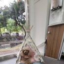 이쁘당개 애견샵 이미지