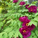 모란이피기까지 이미지