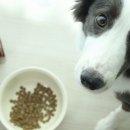 익명동물2005-식 | 알러지사료 펫카인드 그린트라이프 레드미트 단백사료 최고였어요