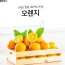 오렌지 이미지