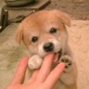 똥강아지 이미지