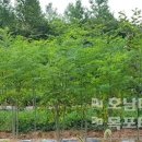 수림자원 이미지