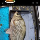 붕어의 신 이미지