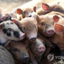 김준모축산 연합뉴스