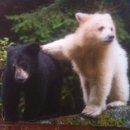 흑곰 Daum카페