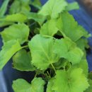 농업회사법인 주식회사 산과들 | 취나물 파종시기 재배방법