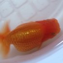 돼지두마리 이미지