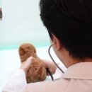 부산강아지분양 미유펫 이미지