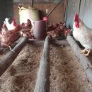 선소리 민박 이미지