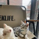 집사의하루 연남점 이미지