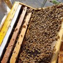 경화 양봉 이미지