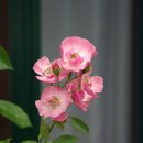 산머루펜션 이미지