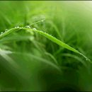 풀잎 위의 이슬 이미지