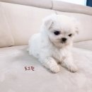 굿펫샵컴퍼니