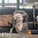 뜨레비호텔 | 제주 애견동반 숙소, 제주공항 근처 뜨레비호텔 2박 솔직후기