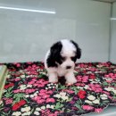 본애견미용실 이미지