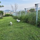 진도애견훈련소 이미지