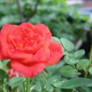 H7333 Daum카페