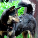 순수진돗개 이미지