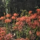 미하스빌1 이미지